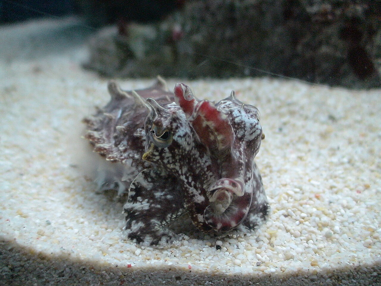 ハナイカ(東武動物公園アクアで撮影)
