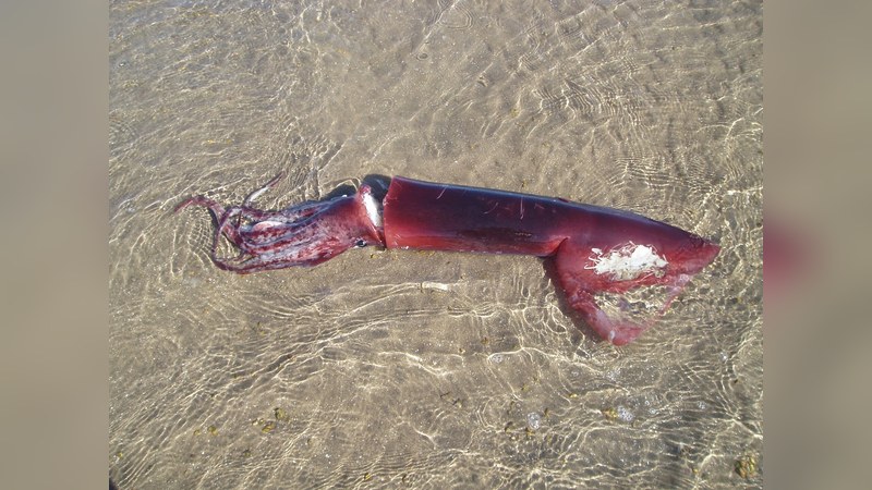 アメリカオオアカイカ・浅瀬の個体