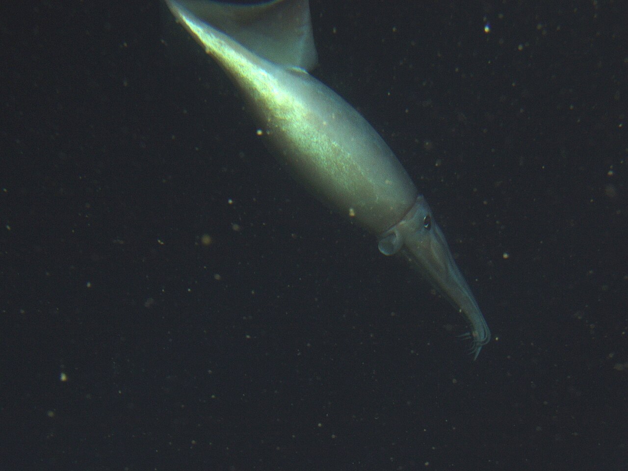 水中を泳ぐアメリカオオアカイカ