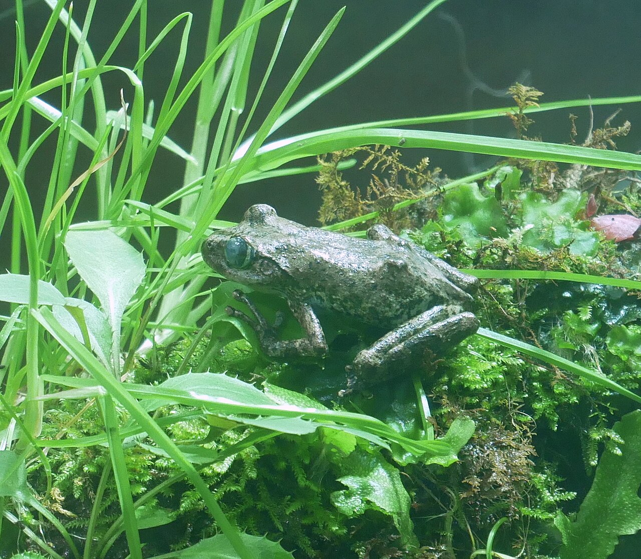 苔の上にとまるカジカガエル