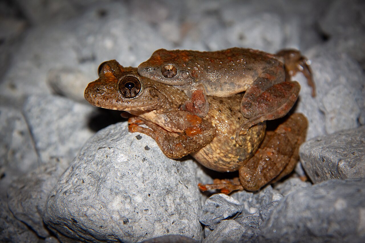 抱接するカジカガエルのオスとメス