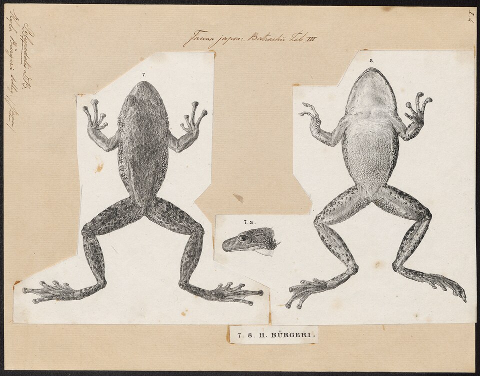 1838年の記載当時に描かれたカジカガエルの図版