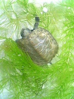 水草の中にいるニホンイシガメの幼体