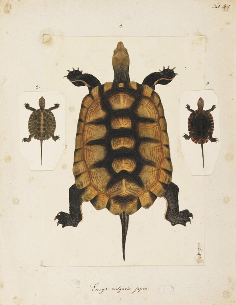 川原慶賀が描いたニホンイシガメの水彩画