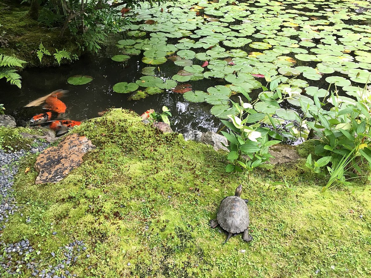 ニホンイシガメが生息する池