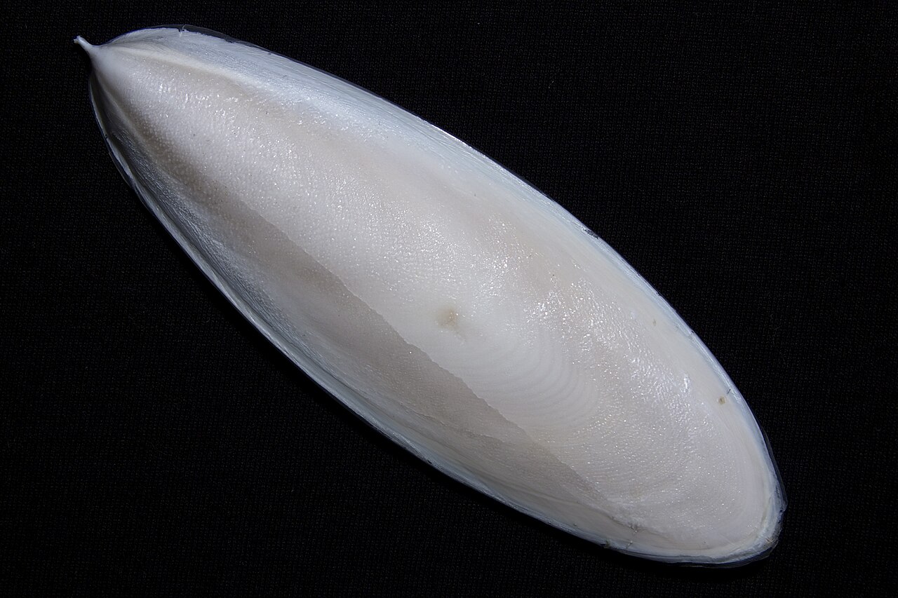 カミナリイカの甲・背側
