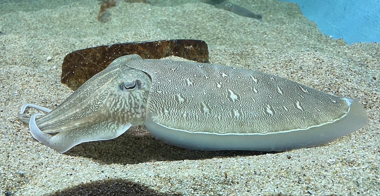 カミナリイカの生体・宮島水族館