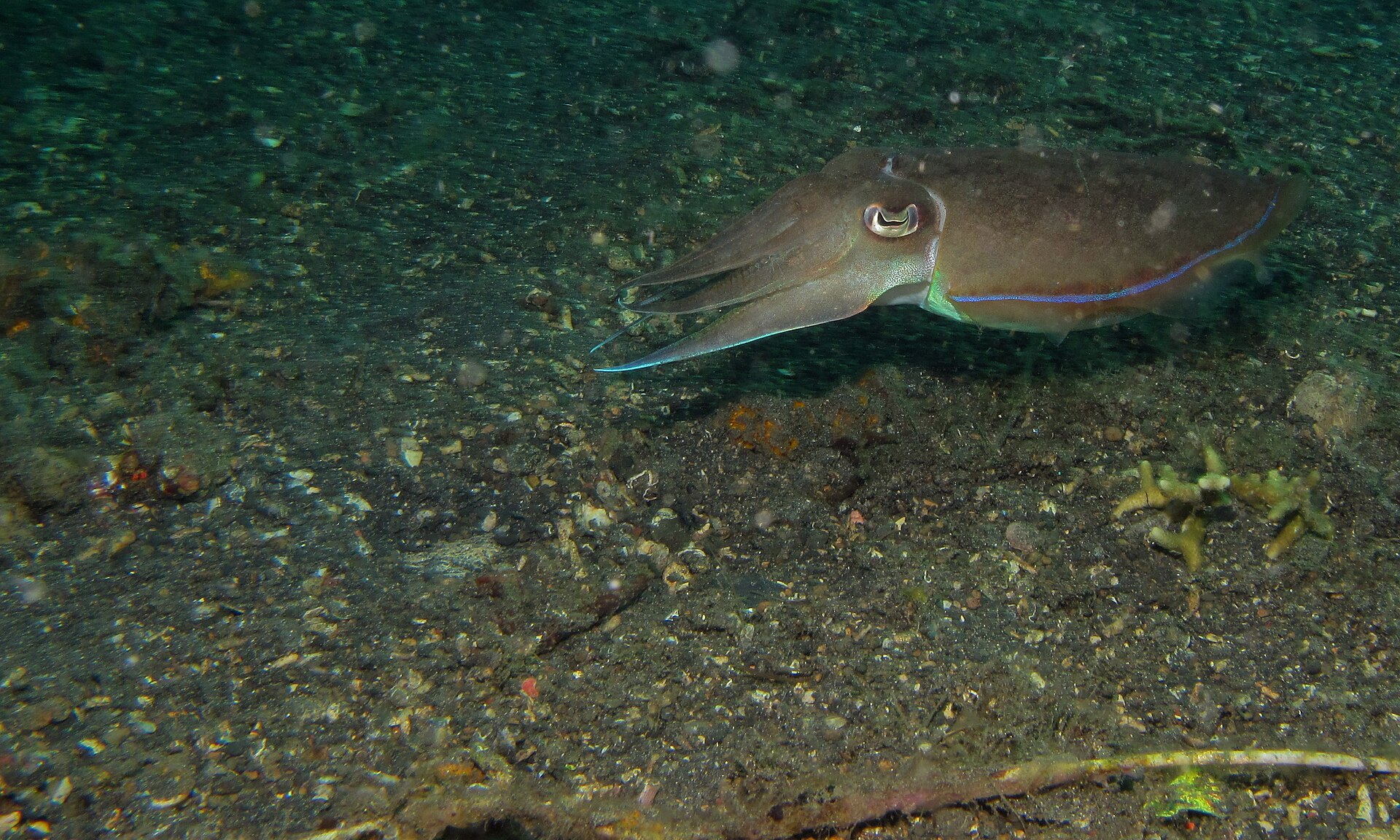 コウイカ・スラウェシ島レンベ海峡の生体