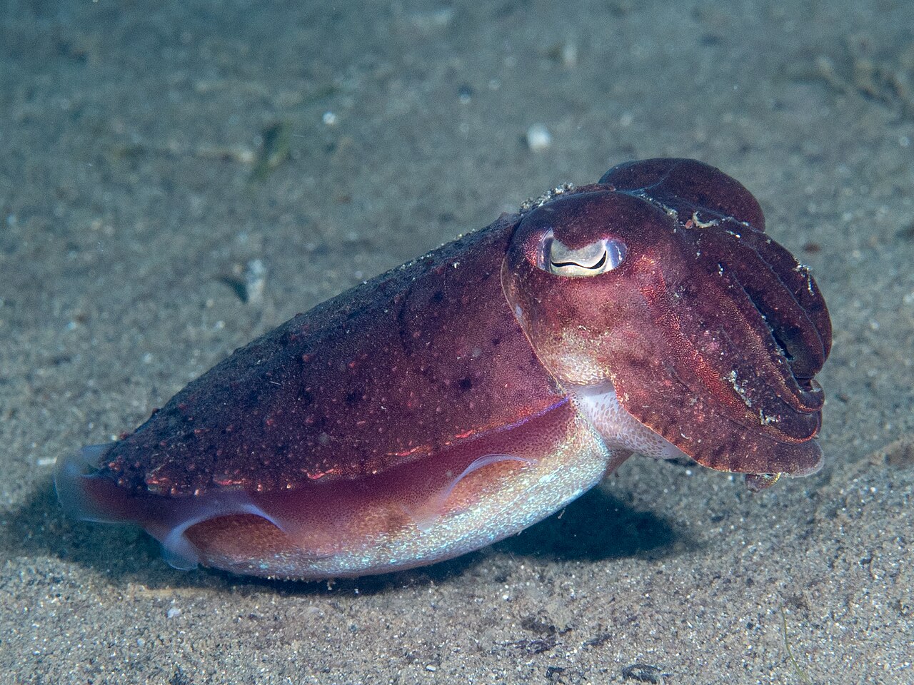 コウイカ・インドネシア モロタイ島沖の生体