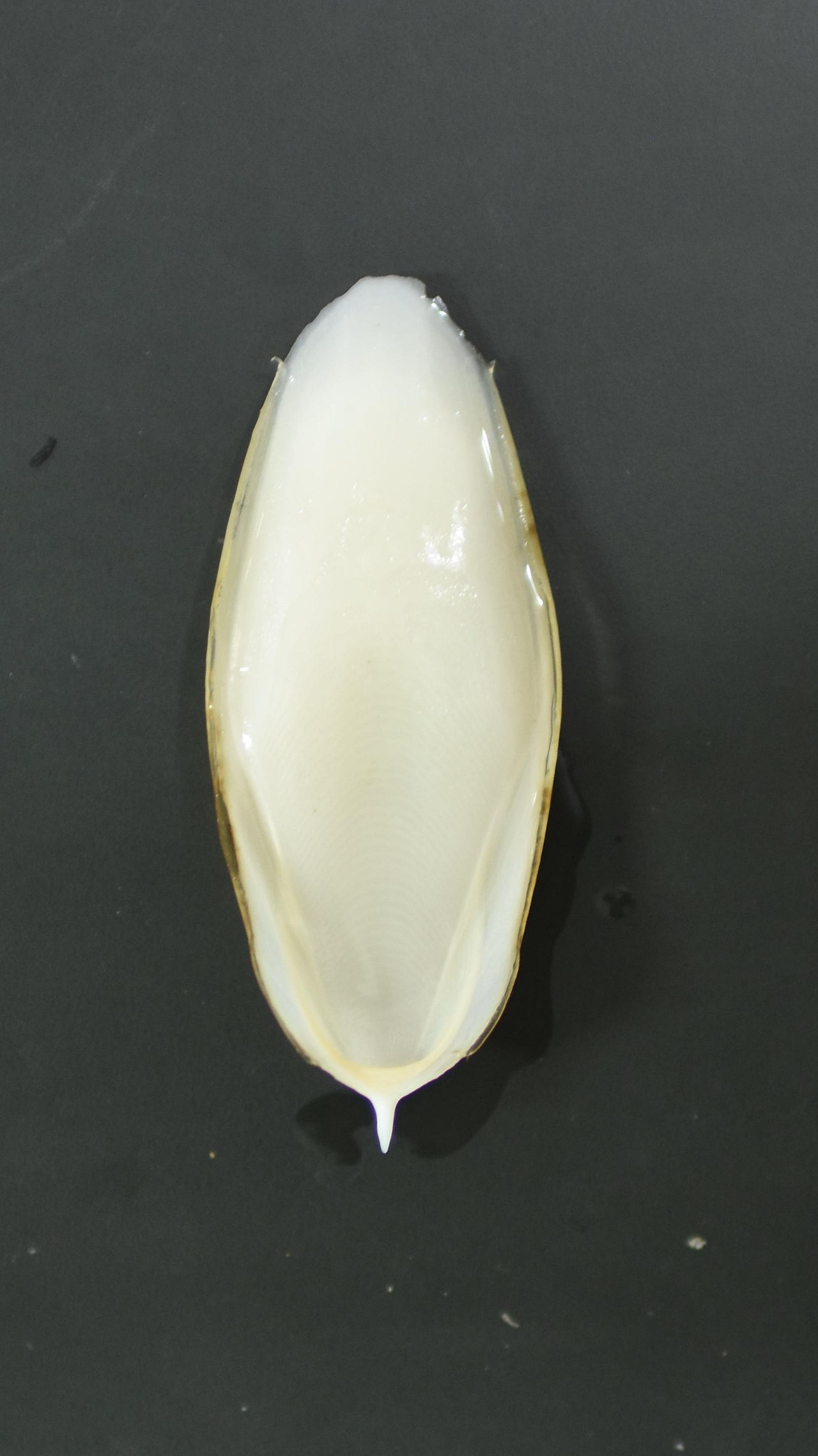 コウイカの甲(cuttlebone)・兵庫県産の標本