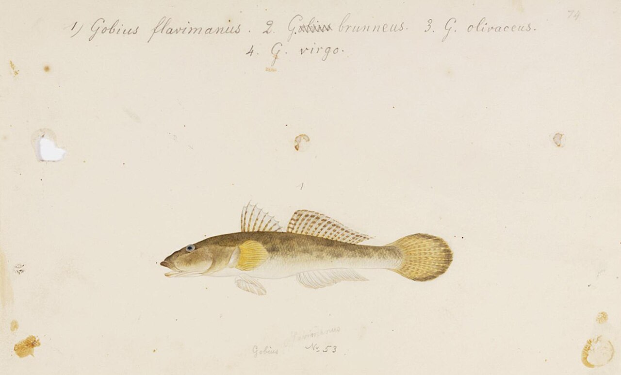 1820年代に描かれたマハゼの水彩画
