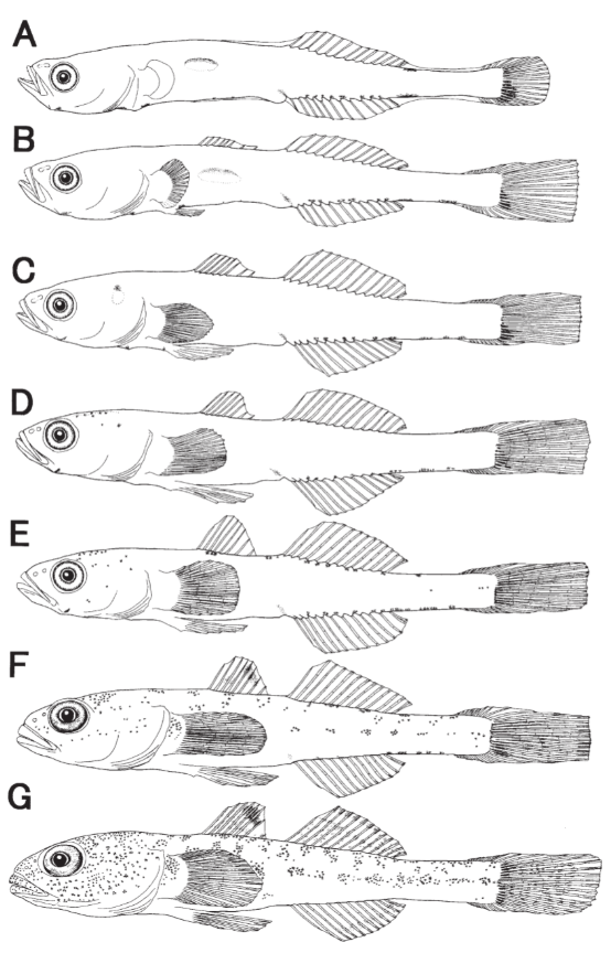 マハゼの仔魚から稚魚までの発育段階を描いた図