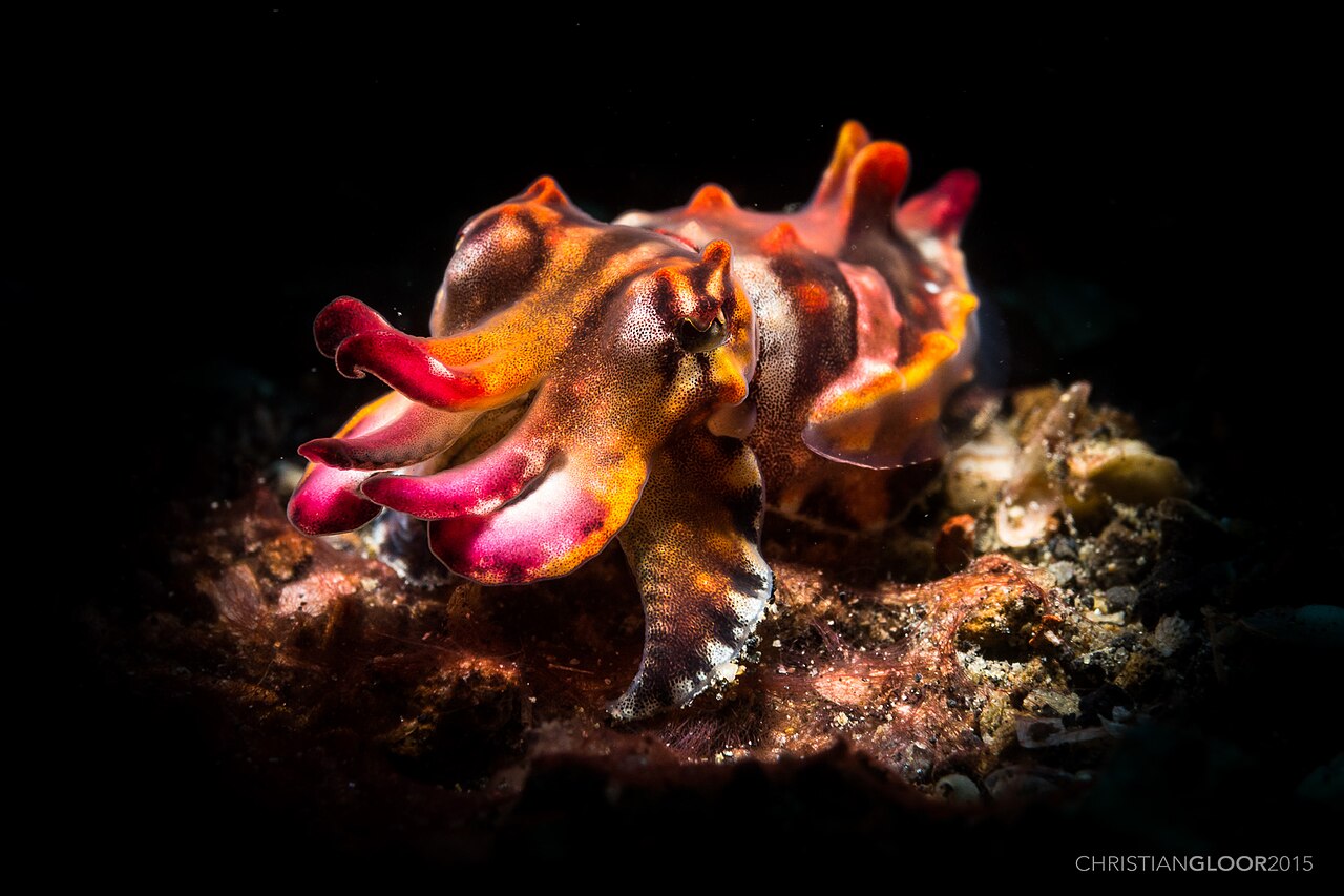 ミナミハナイカ・鮮やかな体色（ワカトビ）