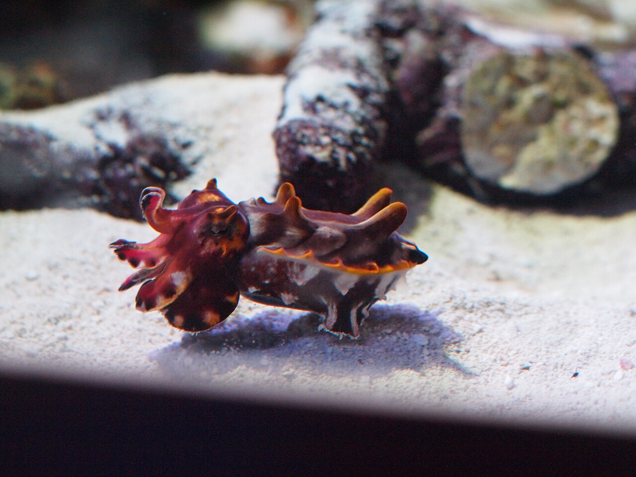 モントレー水族館のミナミハナイカ