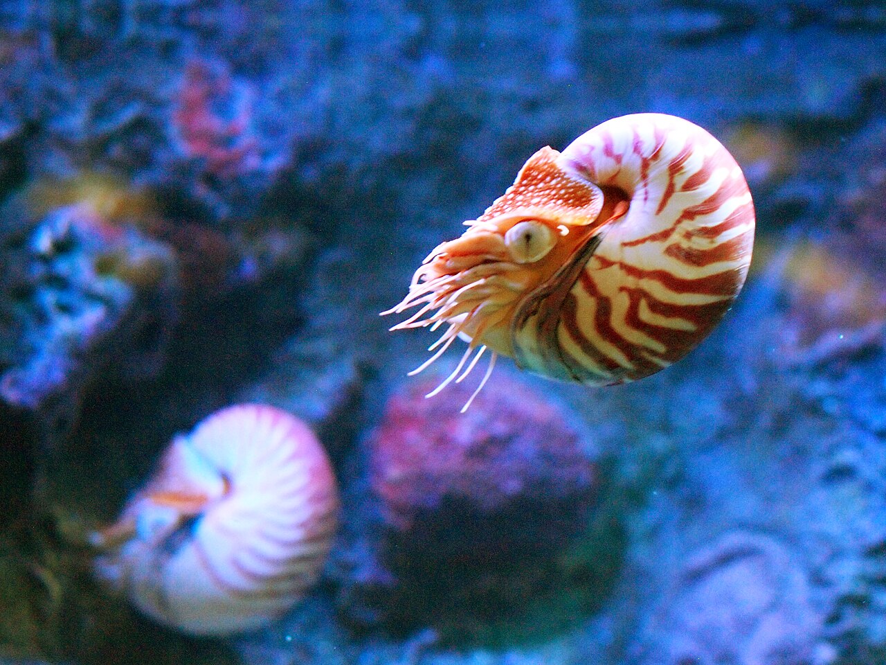 モントレー湾水族館のオウムガイ複数個体