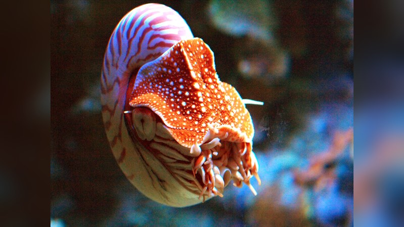 オウムガイ・モントレー湾水族館のアップ