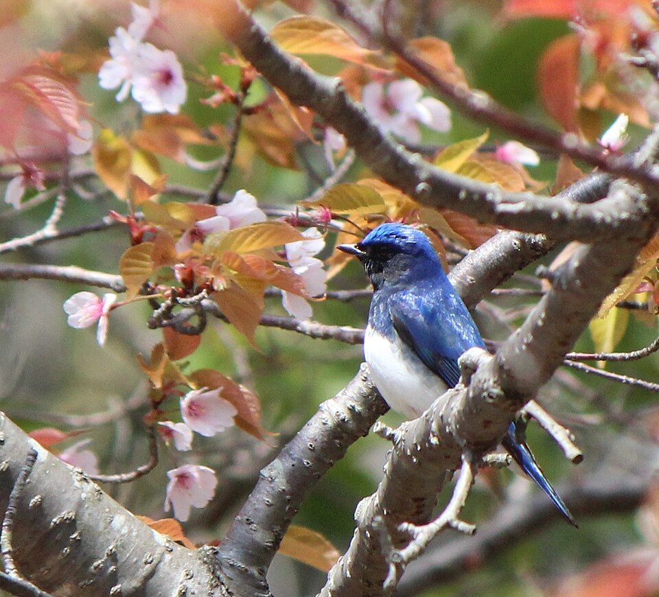 花の咲く枝にとまるオオルリの雄