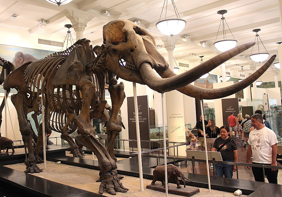 アメリカ自然史博物館(AMNH)所蔵の「ウォーレン・マストドン」全身骨格