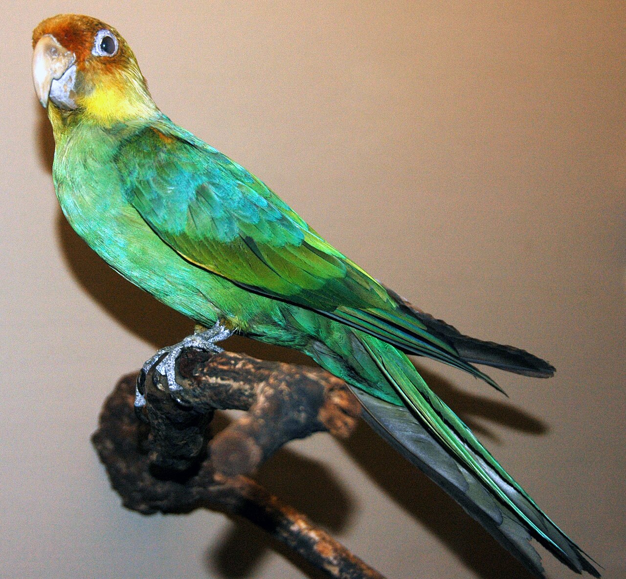 カロライナインコの剥製（フィールド自然史博物館・シカゴ）