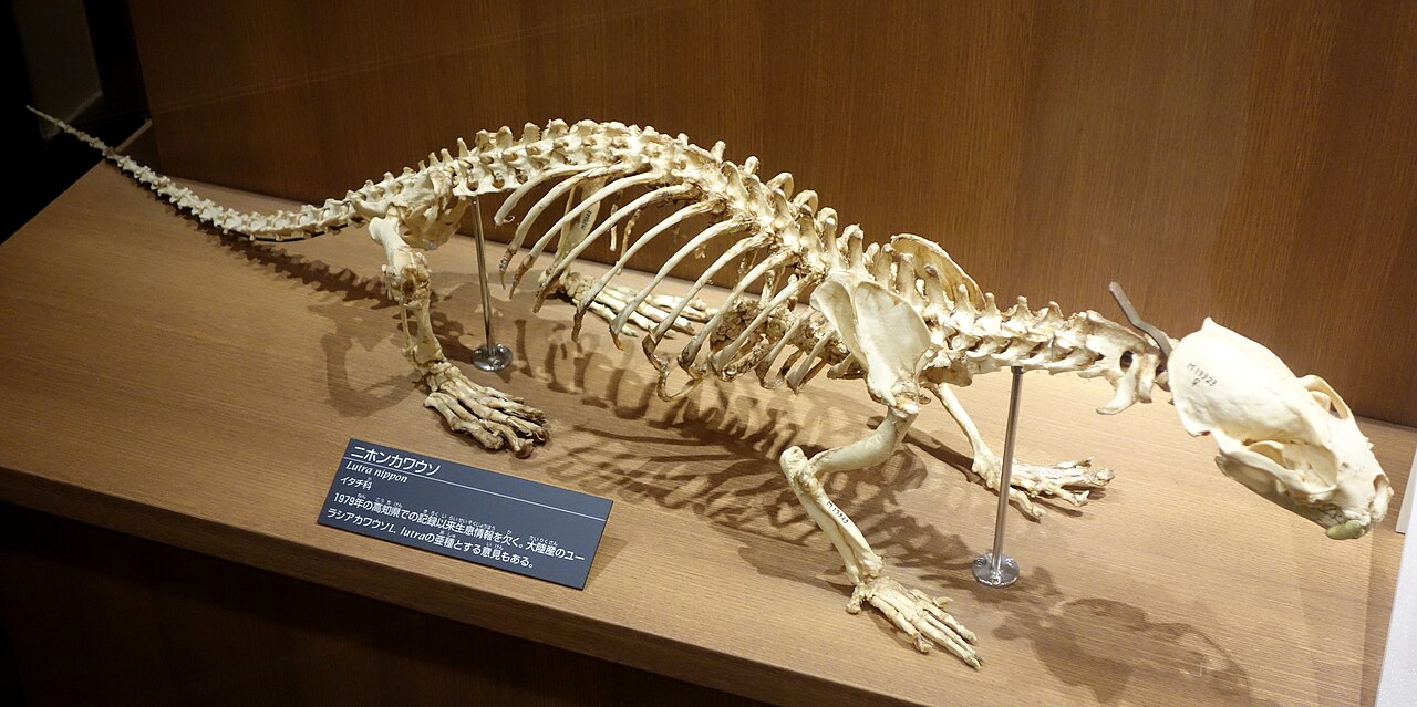 ニホンカワウソの骨格標本（国立科学博物館）