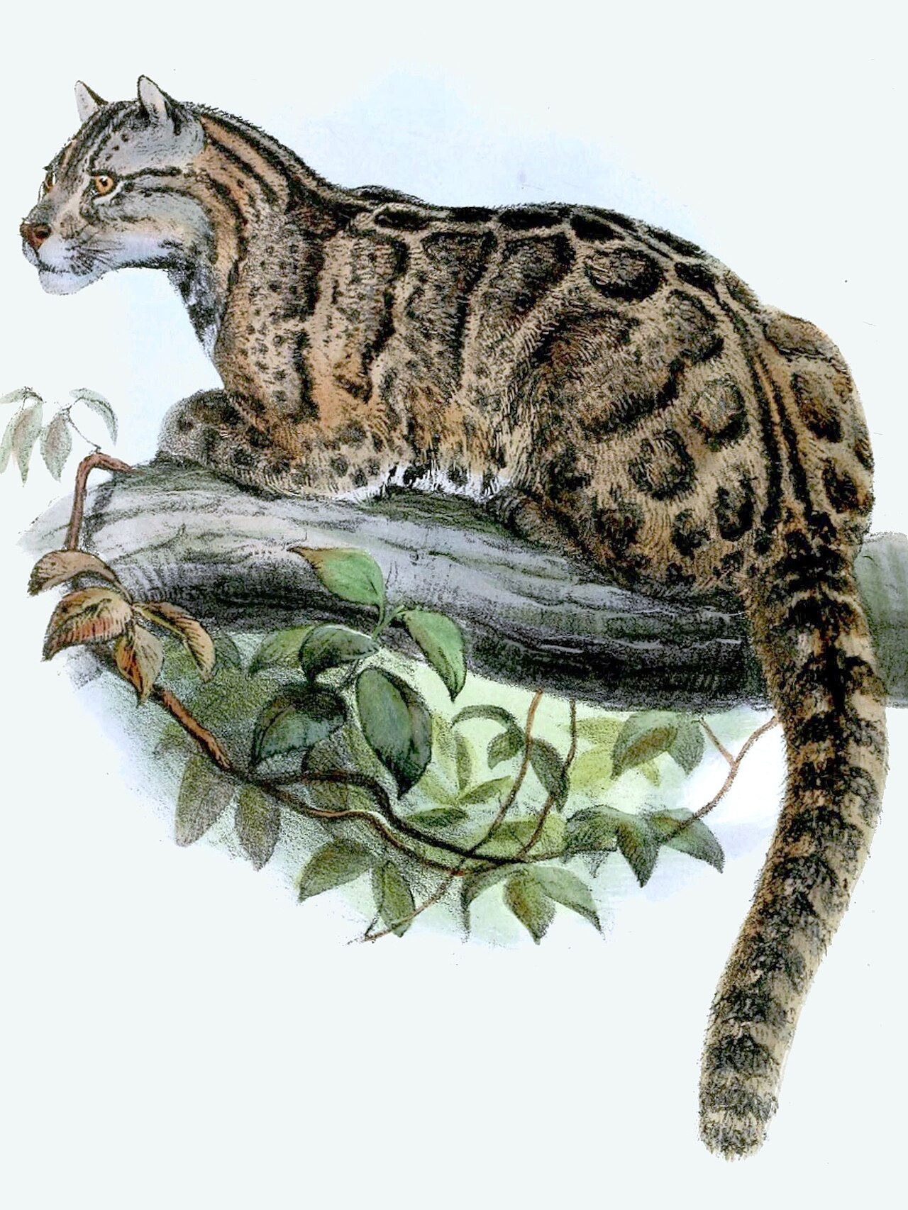 Leopardus brachyurus 別プレート（Joseph Wolf 1862）