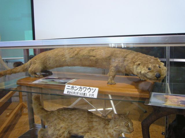 ニホンカワウソの剥製（羽村市動物公園）