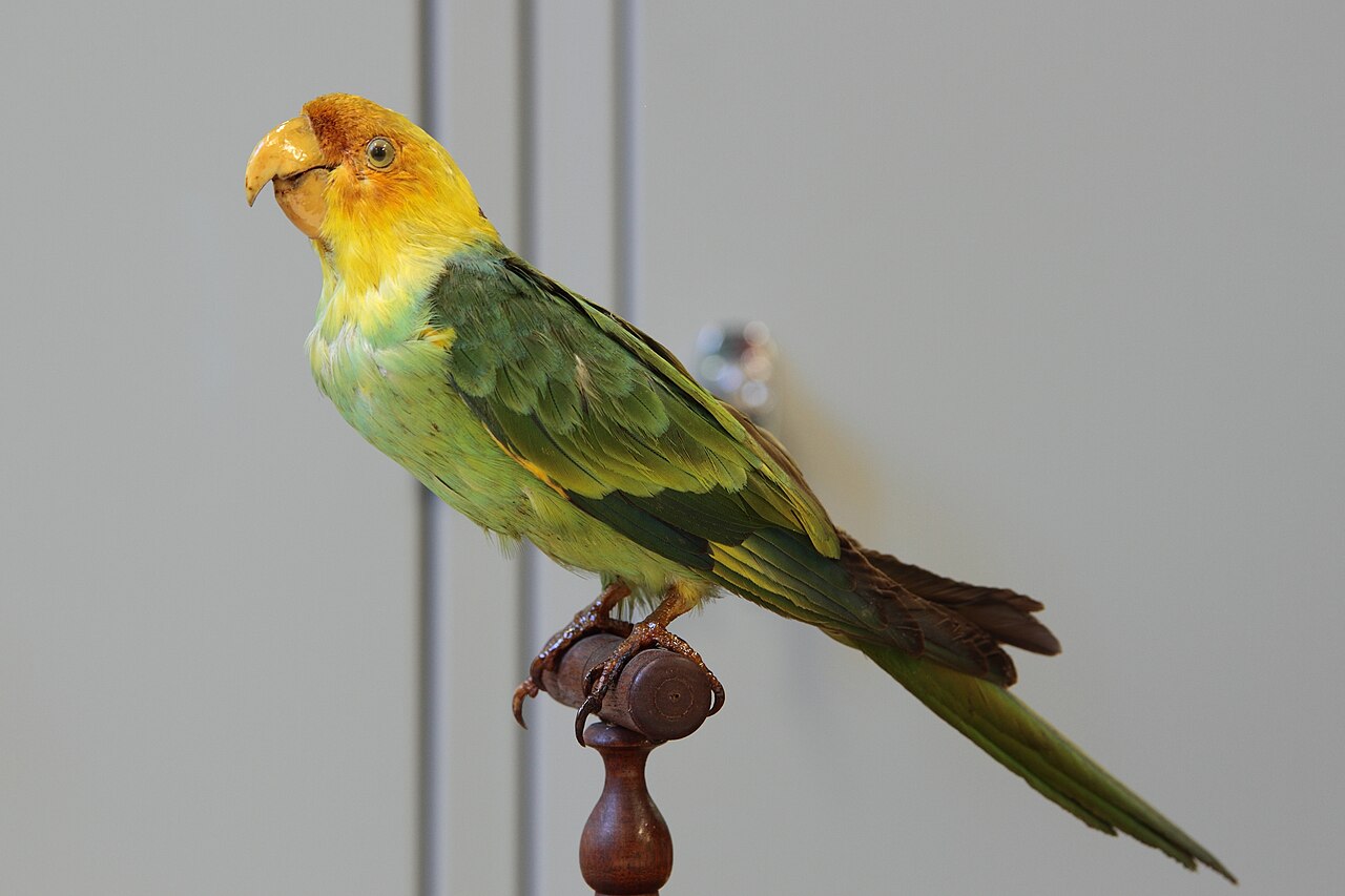 カロライナインコ剥製オス（ラヴァル大学）