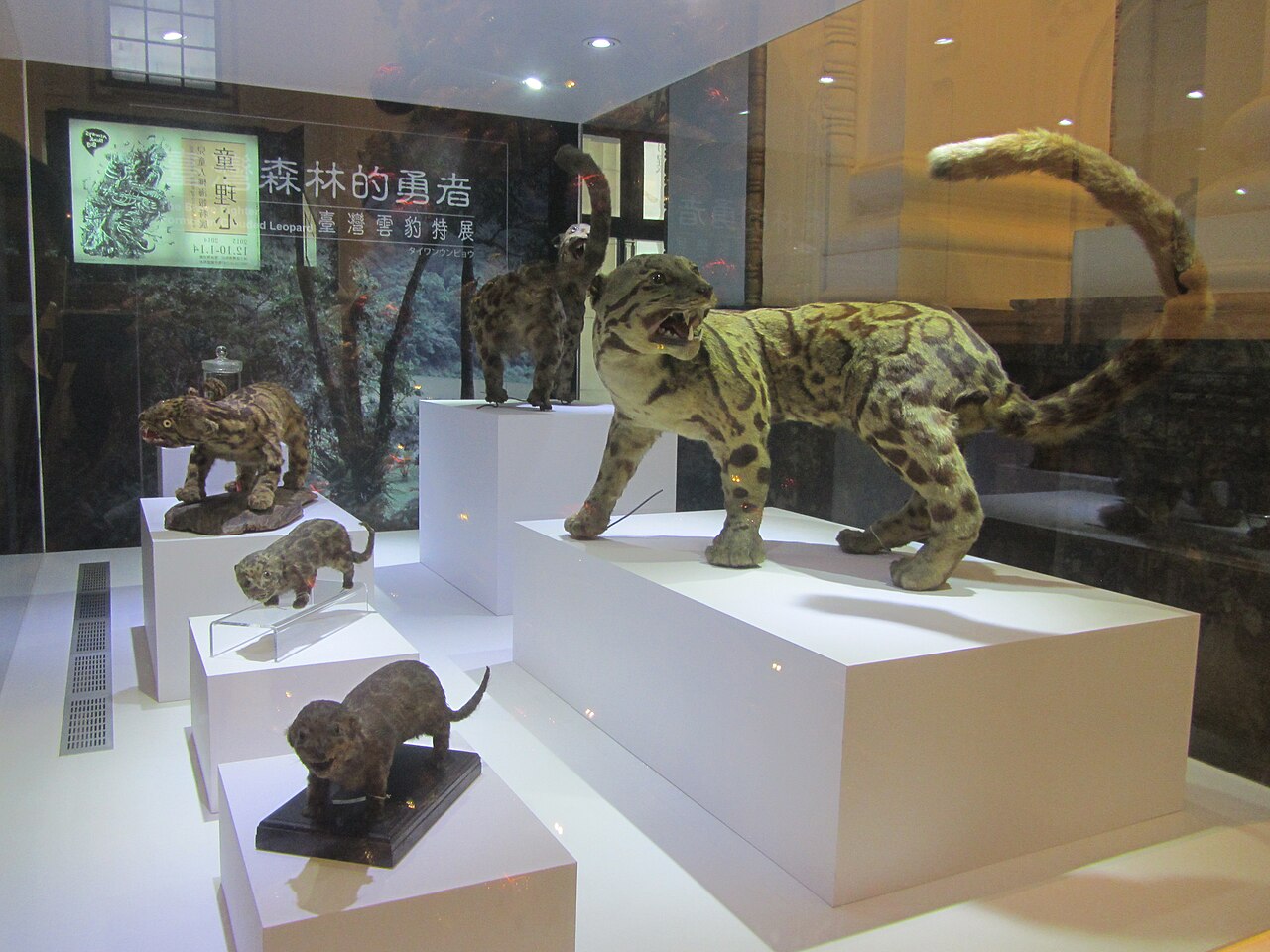 タイワンウンピョウの剥製（国立台湾博物館）
