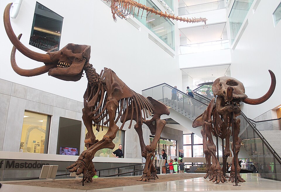 ミシガン大学自然史博物館の展示 — マストドンのオス(左)とメス(右)の骨格ペア