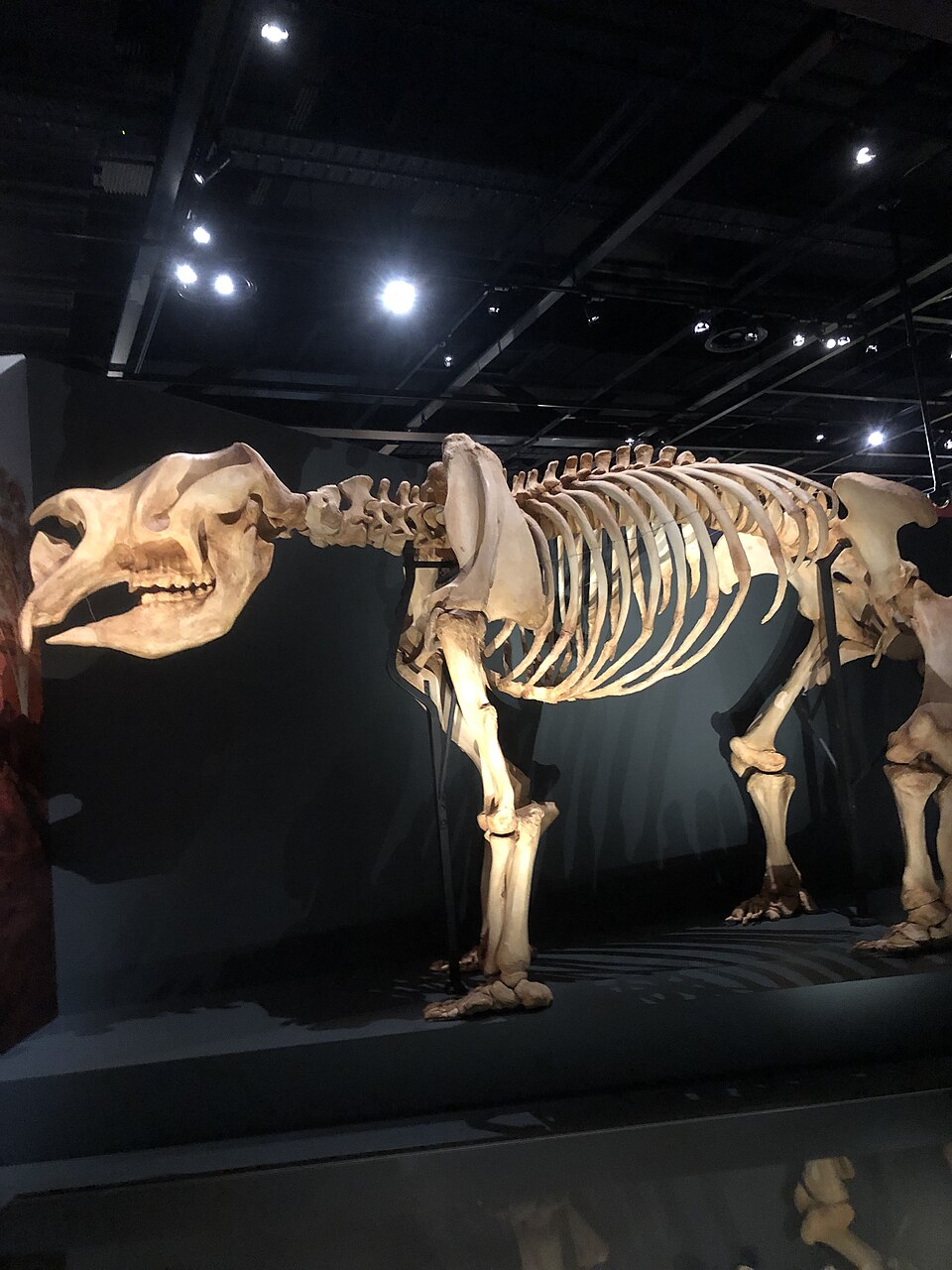 ディプロトドンの骨格（西オーストラリア博物館の展示）
