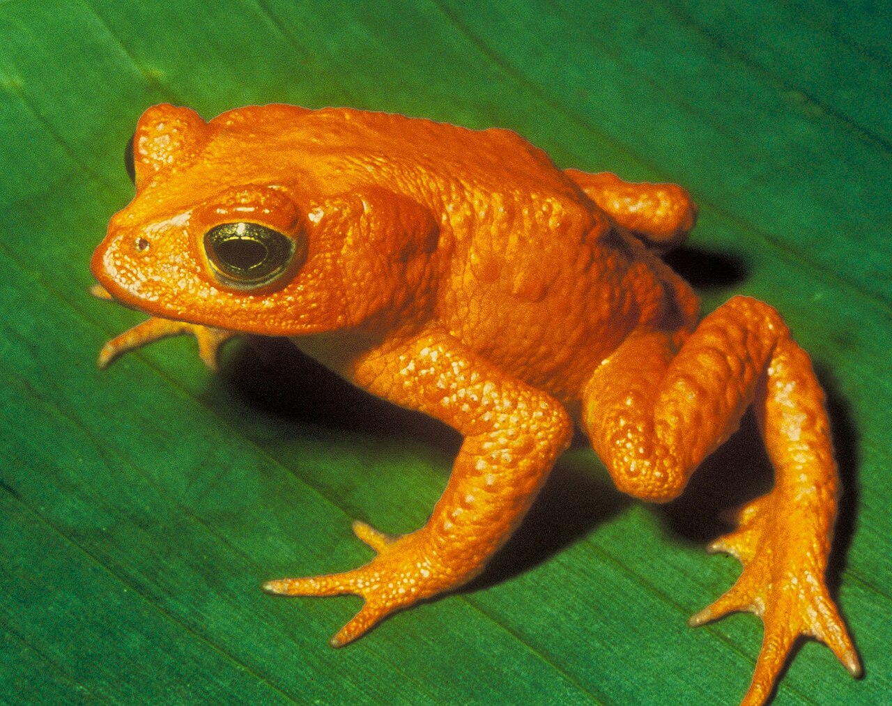 キンイロヒキガエルのオス（別カット・USFWS）