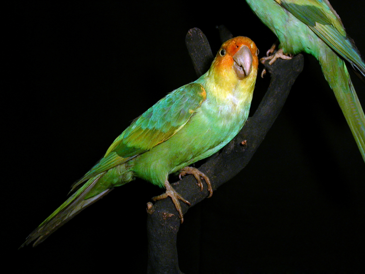 カロライナインコの剥製（ヴィースバーデン博物館）
