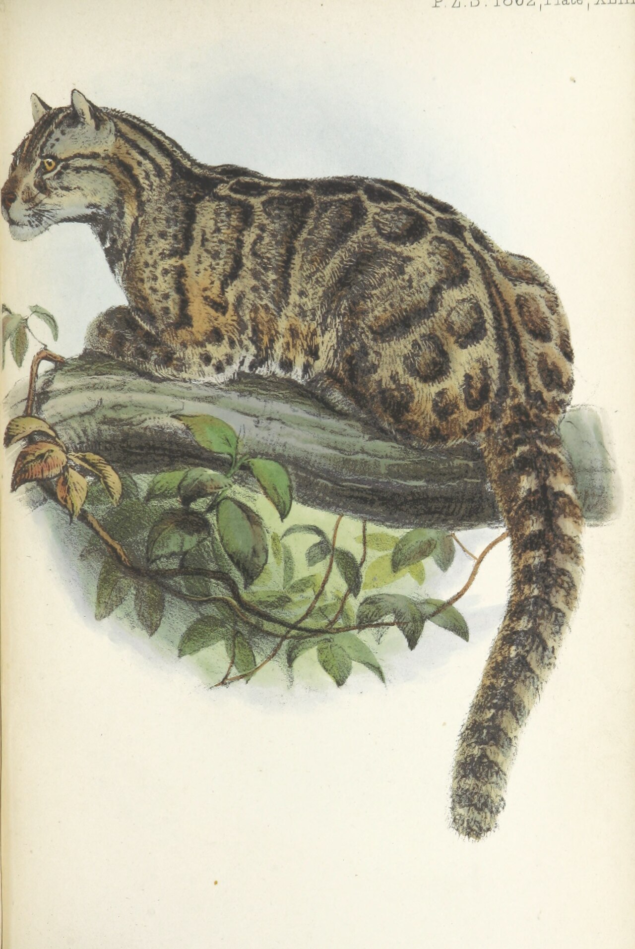 Swinhoe 1862『On the Mammals of the Island of Formosa』掲載図版
