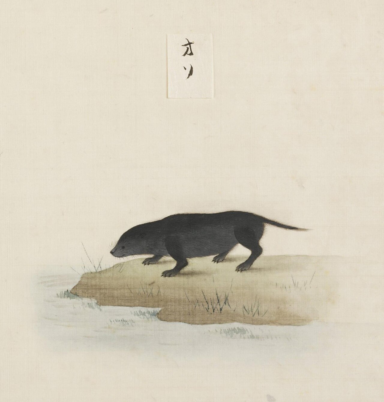 石崎融思『Blomhoff Collection』ニホンカワウソ水彩（1820年代）