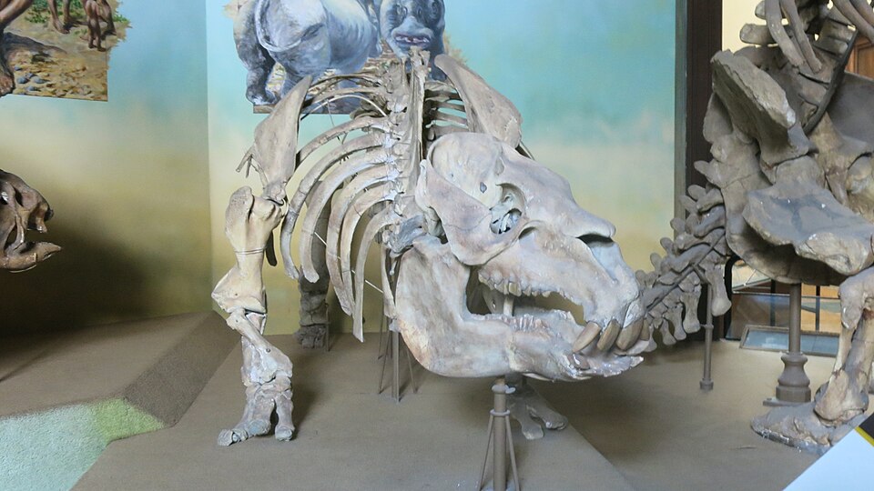 アルゼンチン・ラプラタ博物館に展示されたトクソドンの全身骨格