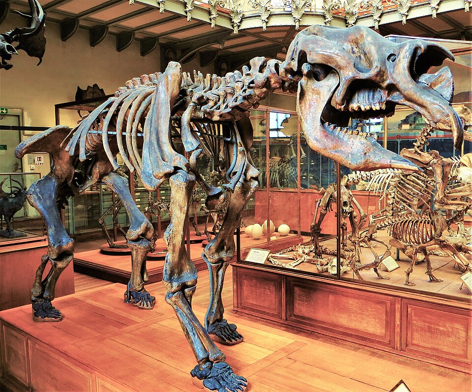 ディプロトドンの骨格キャスト（パリ・国立自然史博物館古生物学ギャラリー）