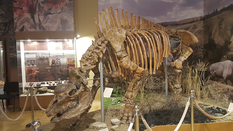 エラスモテリウム属の骨格展示（アゾフ歴史考古学古生物博物館）