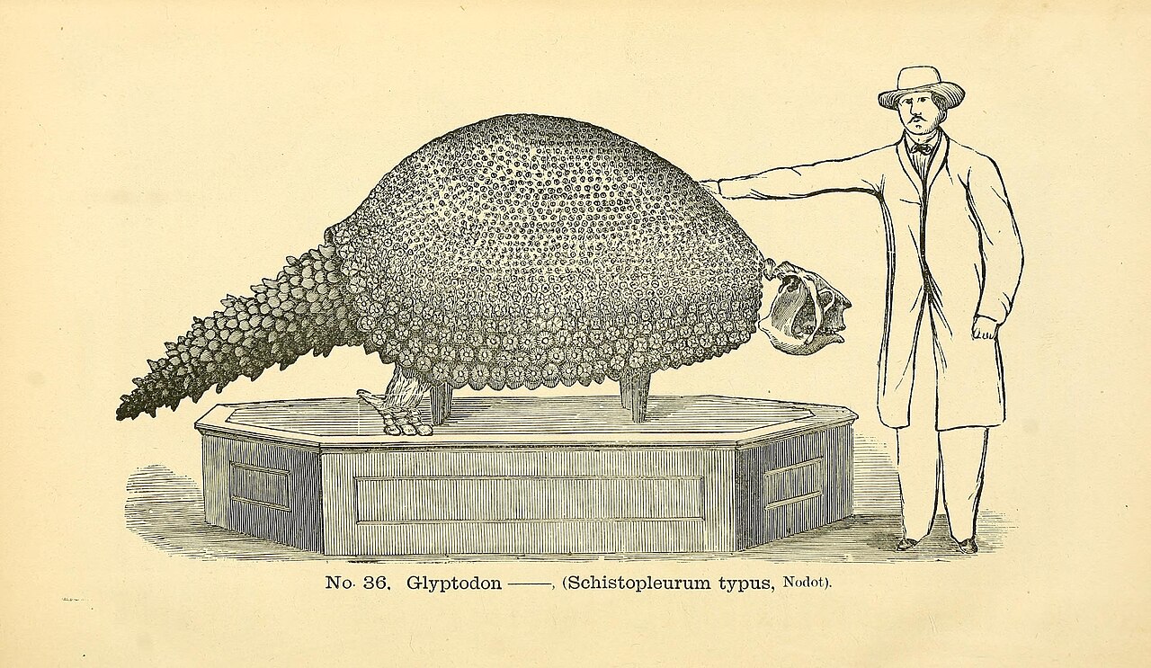 化石鋳型カタログ(Henry A. Ward)の Glyptodon 図版