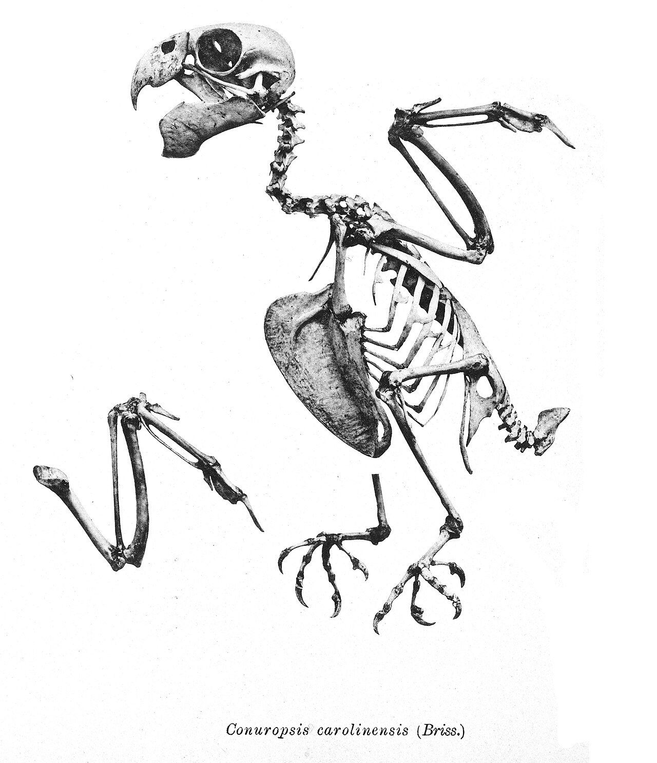 カロライナインコの骨格（Meyer 図譜より）