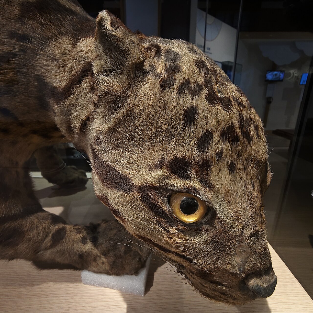 タイワンウンピョウ標本（台湾の博物館所蔵）