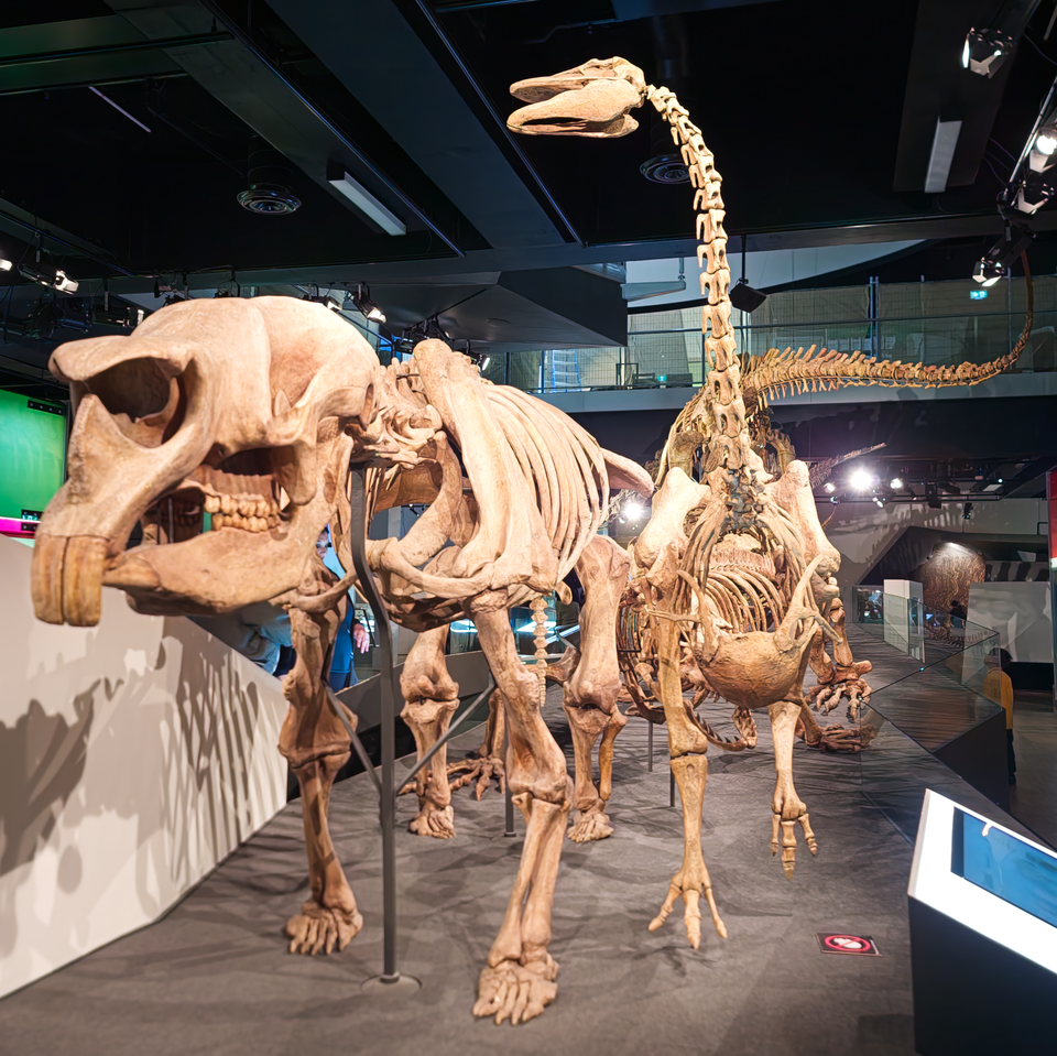 ディプロトドンとゲニオルニス（絶滅巨鳥）のキャストを並べた博物館展示