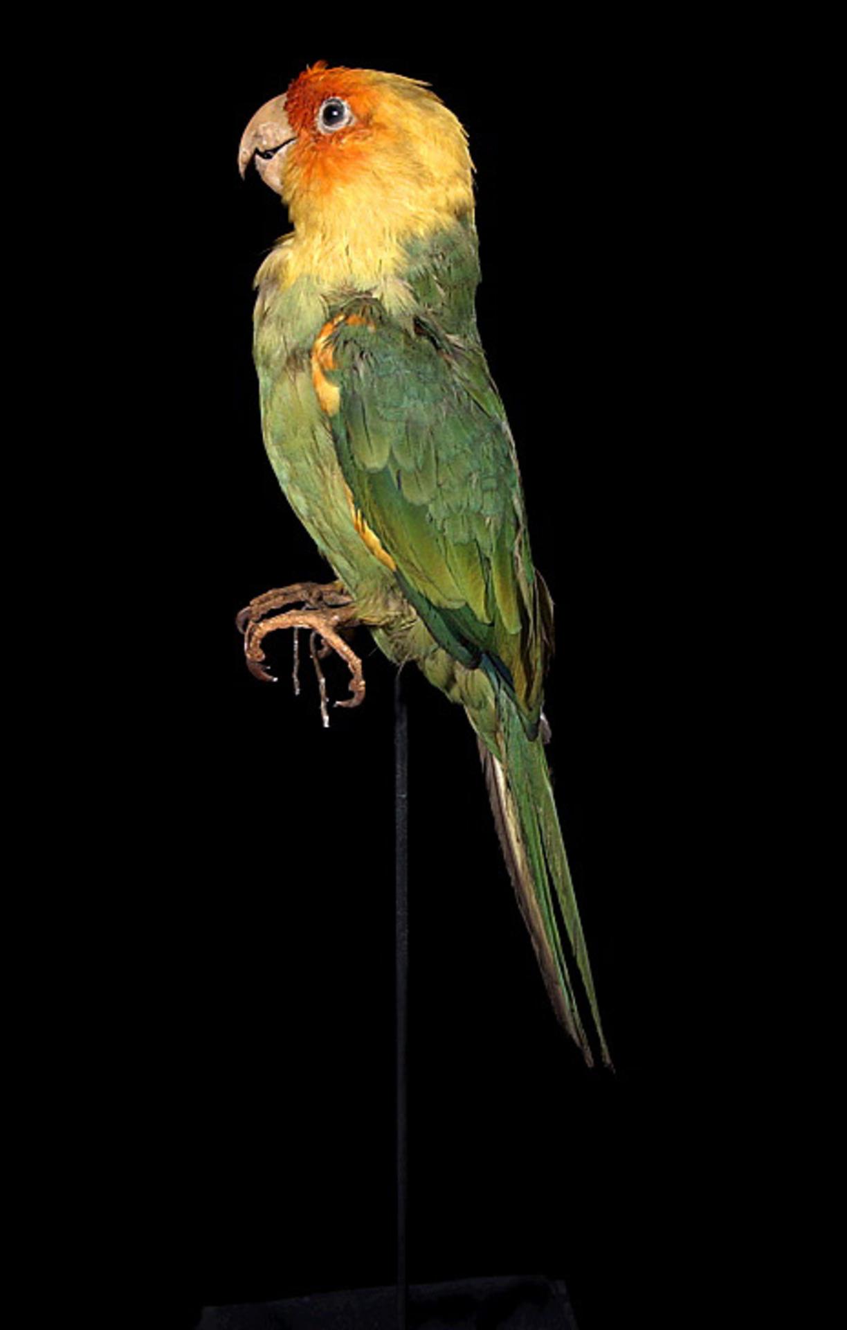 カロライナインコ標本（ナチュラリス生物多様性センター）