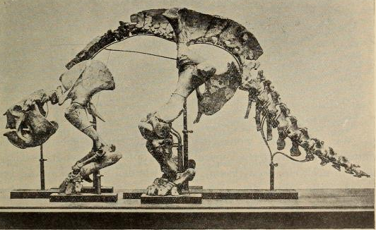 Glyptodon の骨格線画(Abel 1912)
