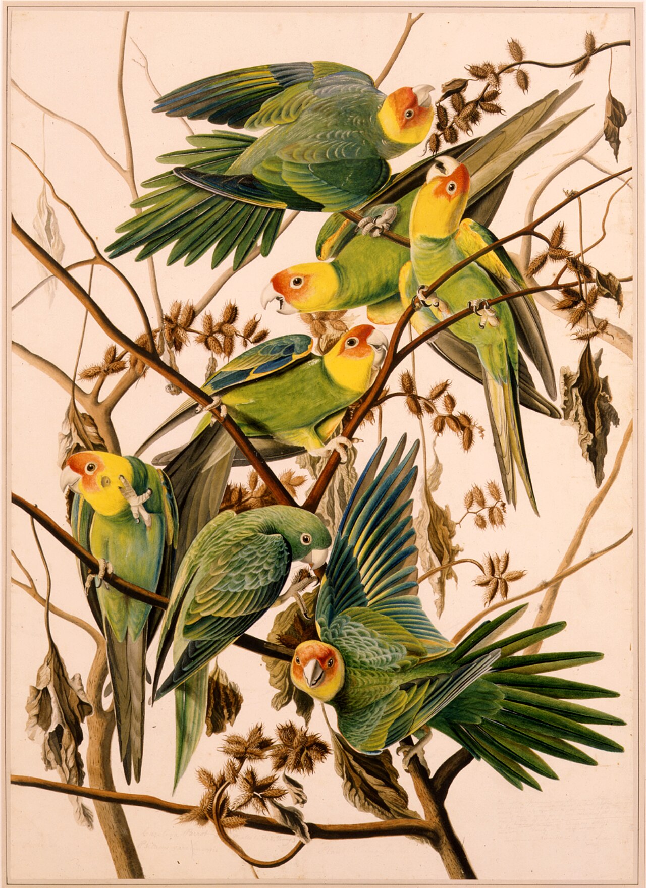 カロライナインコ 別プレート（Audubon 1863年版）