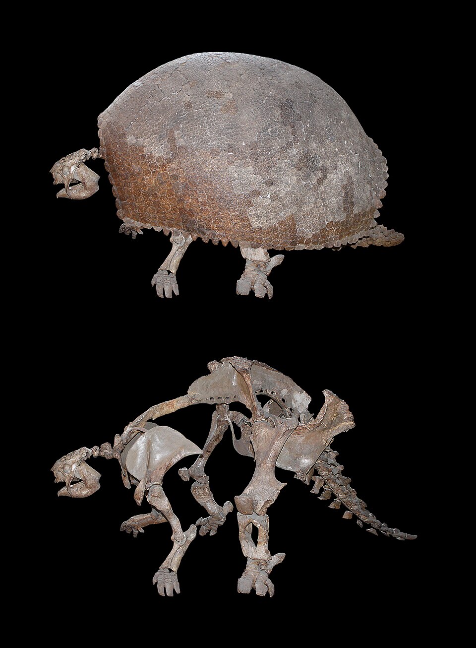 Glyptodon clavipes 標本(H. Zell 撮影)