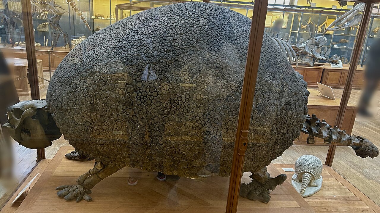 Glyptodon clavipes の生体復元