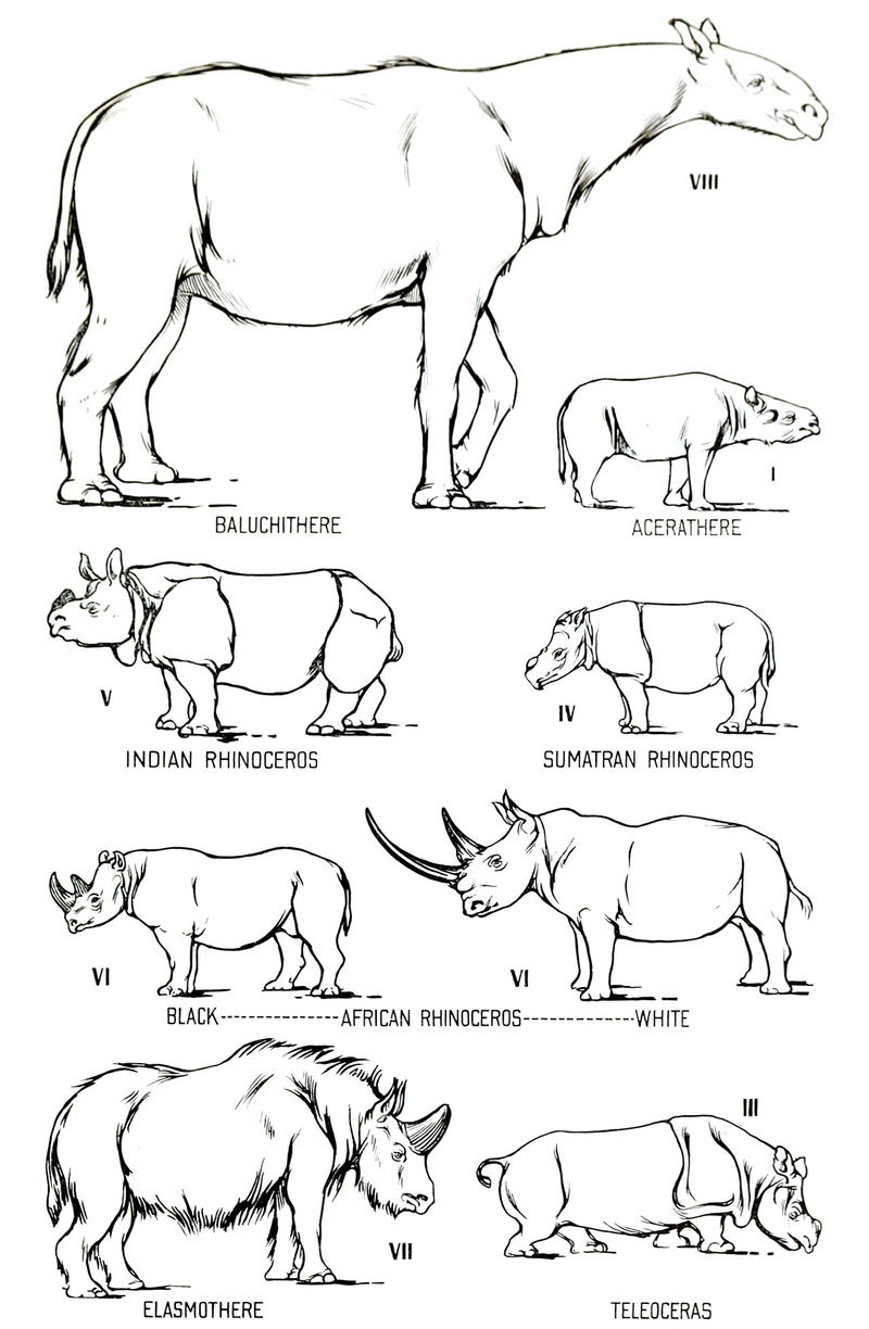サイの仲間の大きさを比べた図