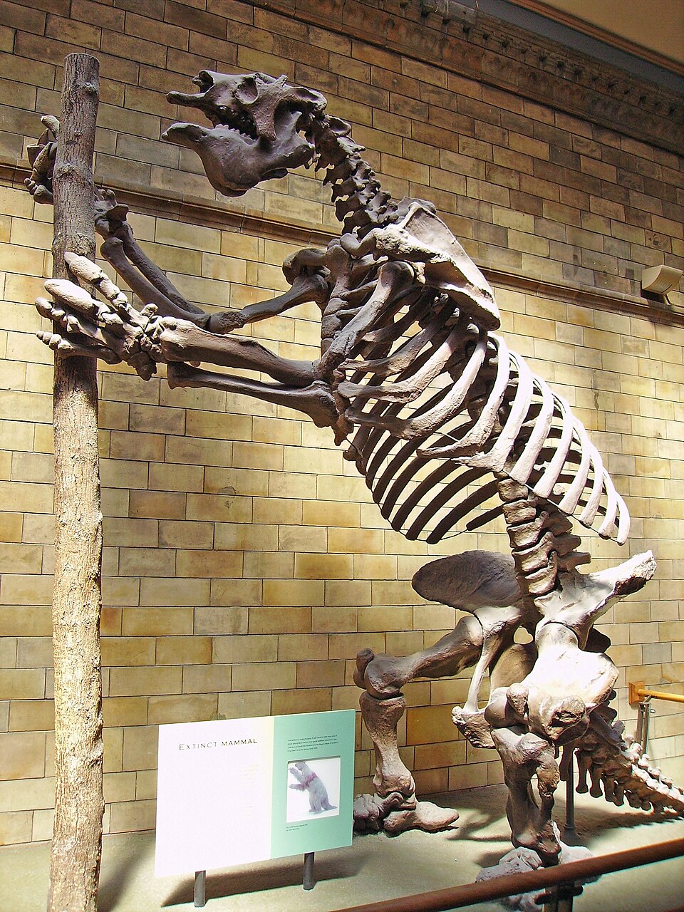 ロンドン自然史博物館のMegatherium americanum全身骨格(二足直立)