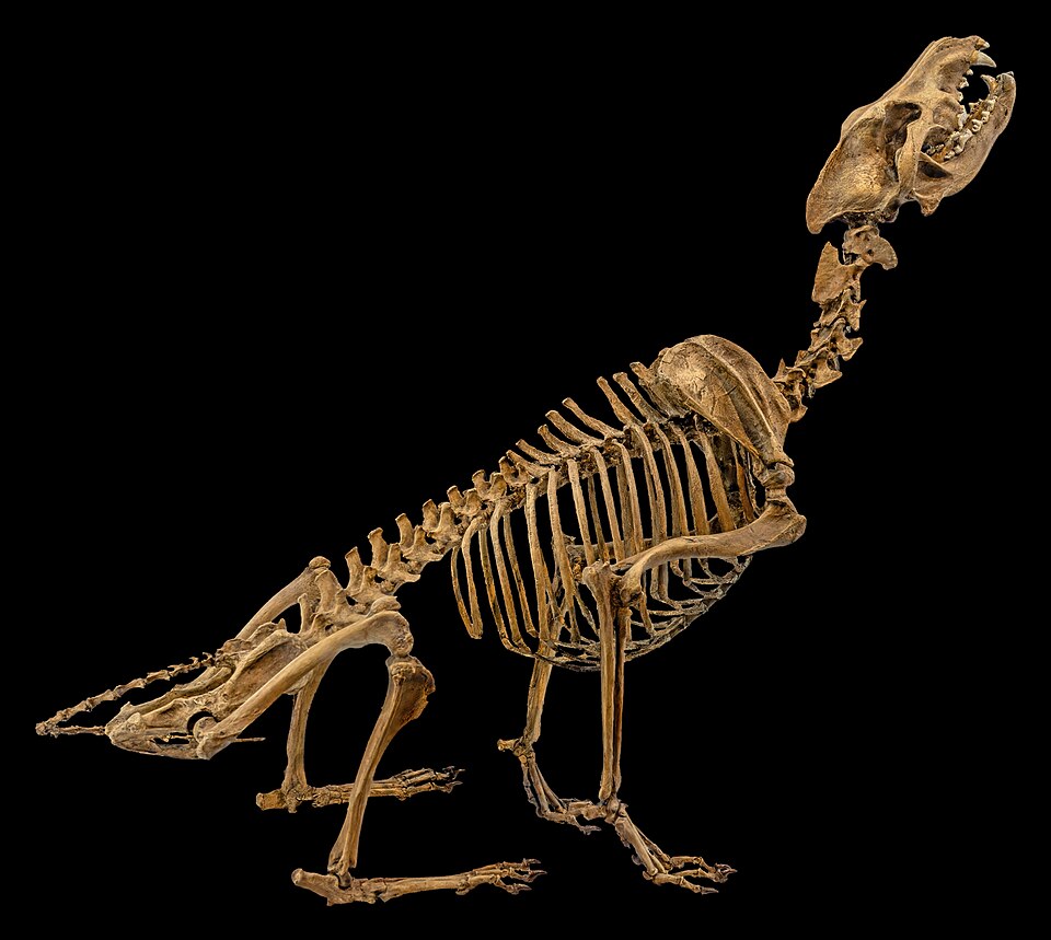 Royal Tyrrell Museumのダイアウルフ全身骨格