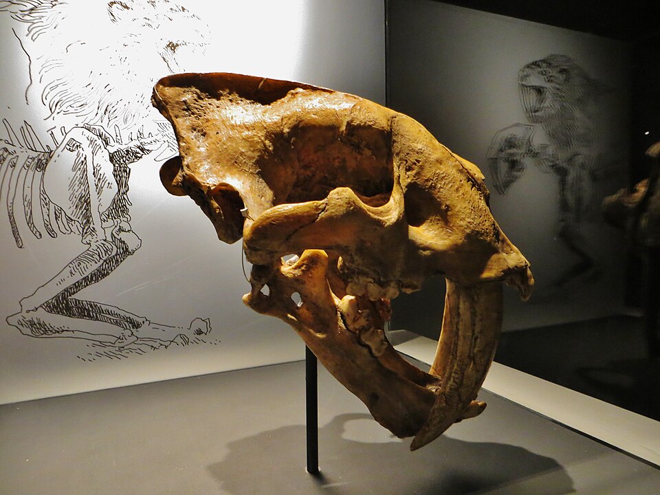 スミロドン・ファタリスの頭骨と復元線画（Musée des Confluences・リヨン）